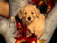 herbst, niedlich, hund, hunde, golden