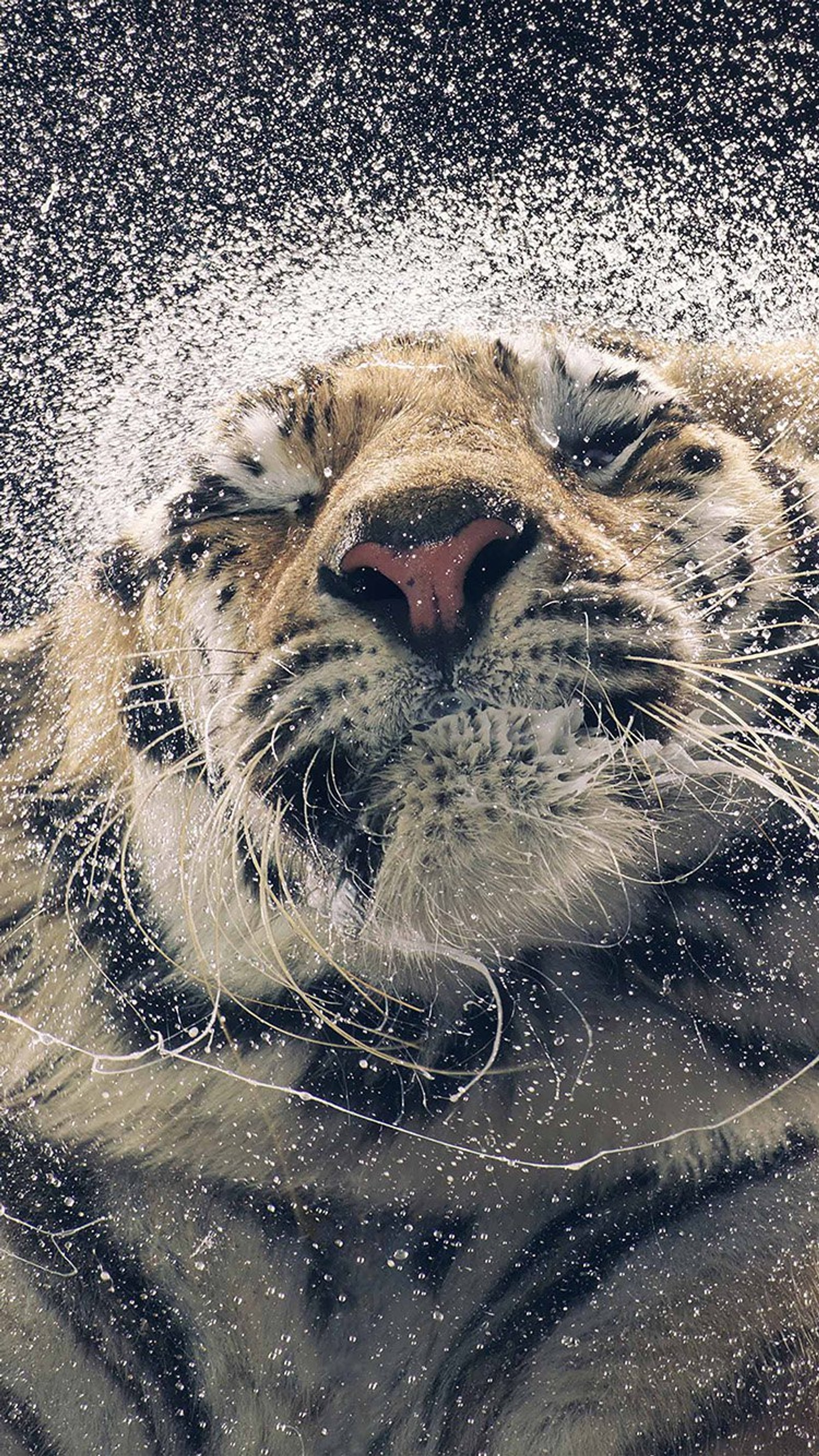 Há um tigre deitado na neve (animal, tigre, água)