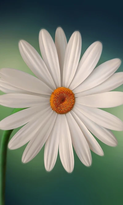 Jolie Marguerite dans une Galaxie d'Été Sereine