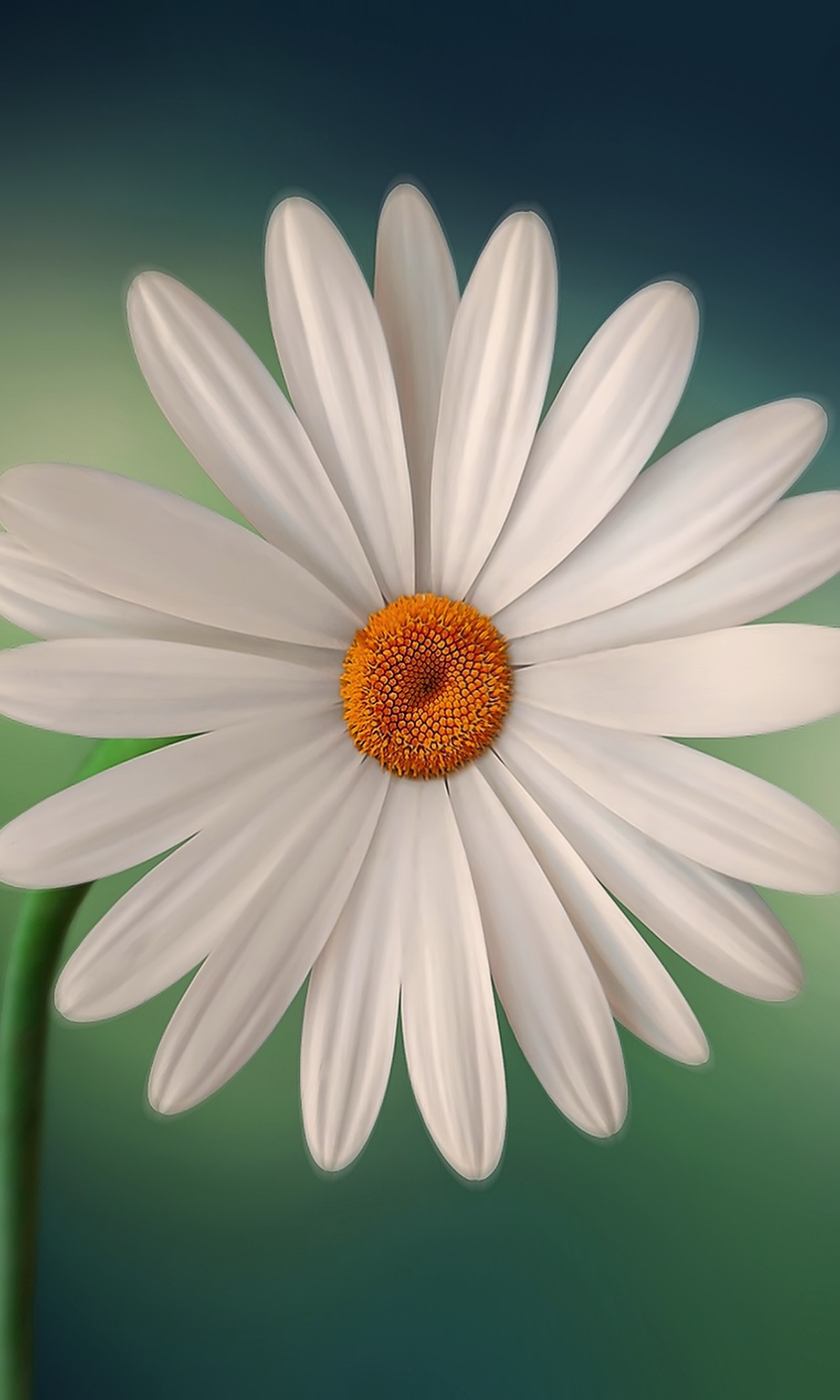 Hay una flor blanca con un centro amarillo en un tallo verde (genial, margarita, druffix, flor, flores)