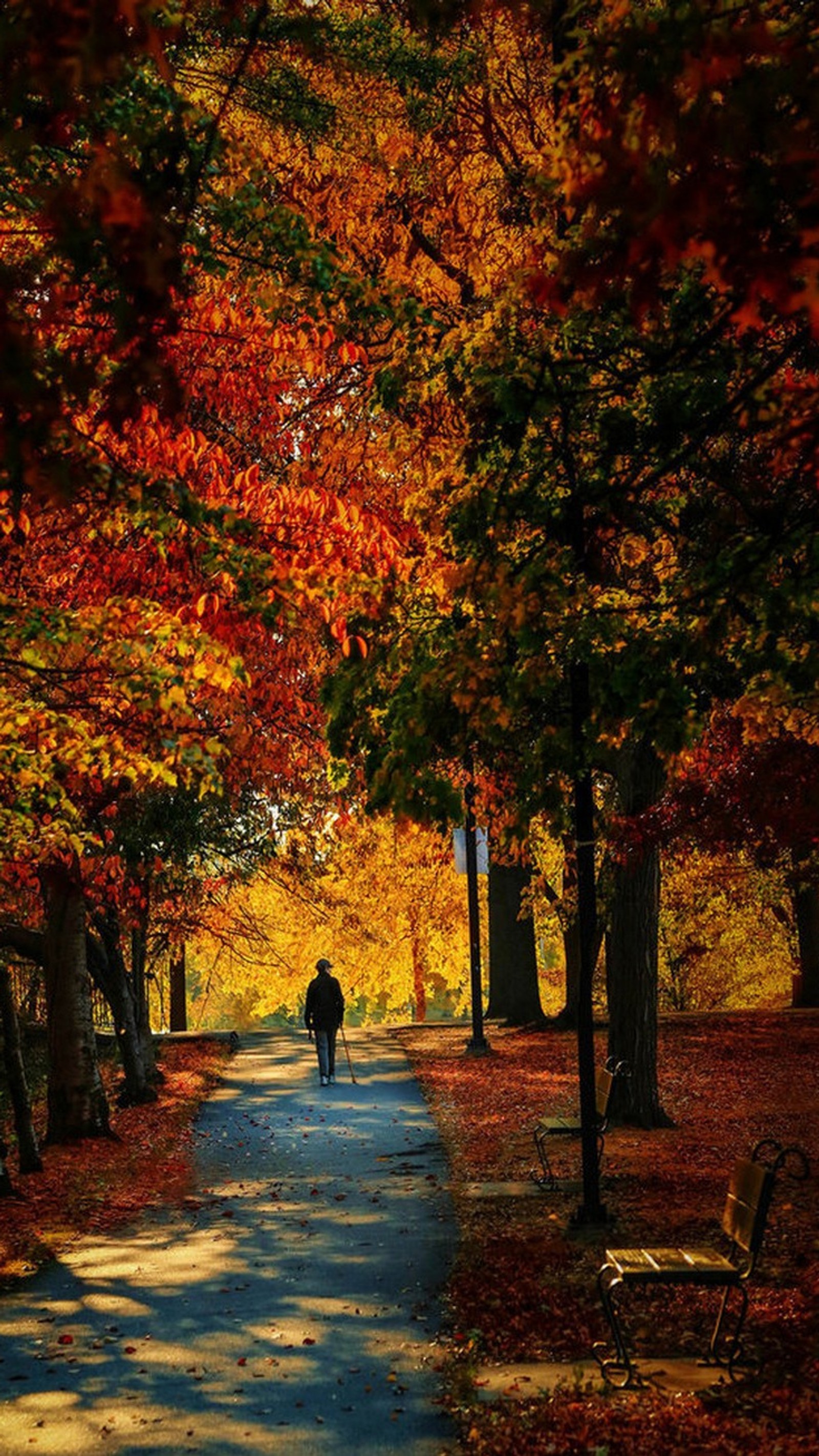 Une girafe marchant sur un chemin dans un parc avec des arbres et des feuilles (automne, nature, parc)