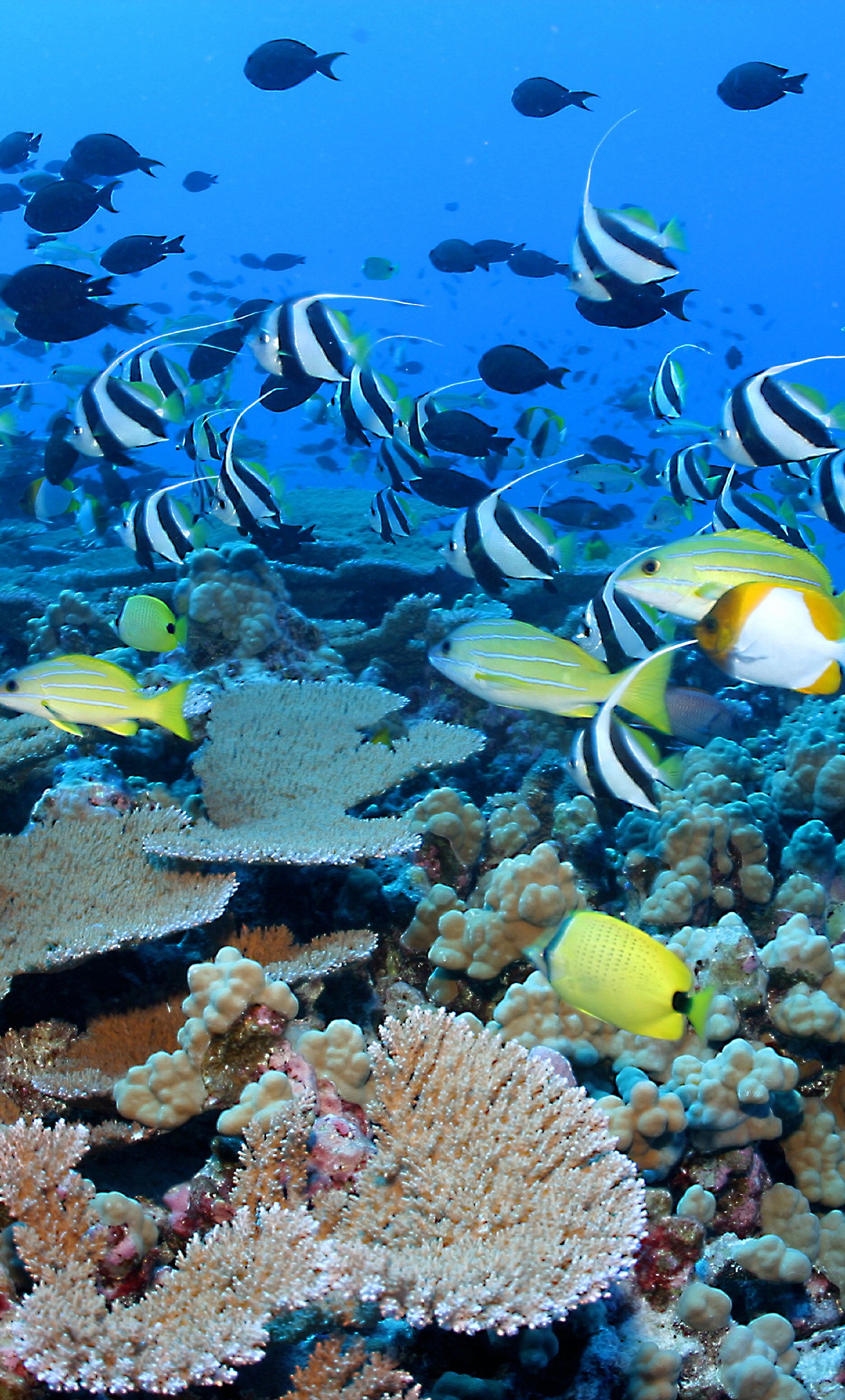 Muitos peixes nadando juntos no oceano (coral, peixe, natureza, fotografia, recife)