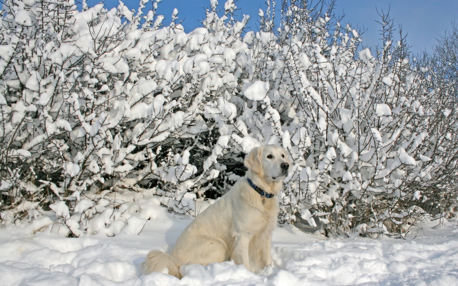 There is a dog that is sitting in the snow (labrador retriever, golden retriever, puppy, retriever, snow)