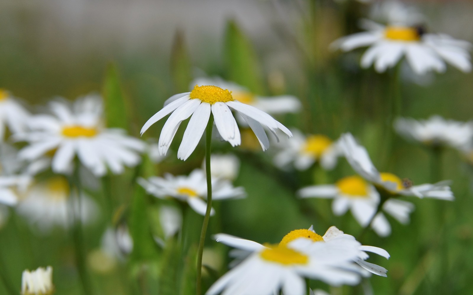 Il y a beaucoup de fleurs blanches avec des centres jaunes dans l'herbe (marguerite, chamaemelum nobile, matricaria, printemps, plante)