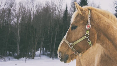 Mustang doré dans un paysage enneigé avec licol et arbres enneigés