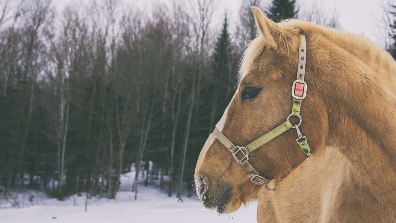 Скачать обои халтер, halter, конская упряжь, грива, снег