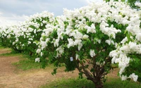 Árboles de flores blancas exuberantes en la floración de primavera