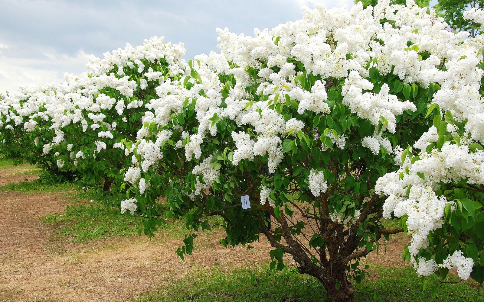 A close up of a tree with white flowers in a field (flowering plant, white, tree, spring, bougainvillea)