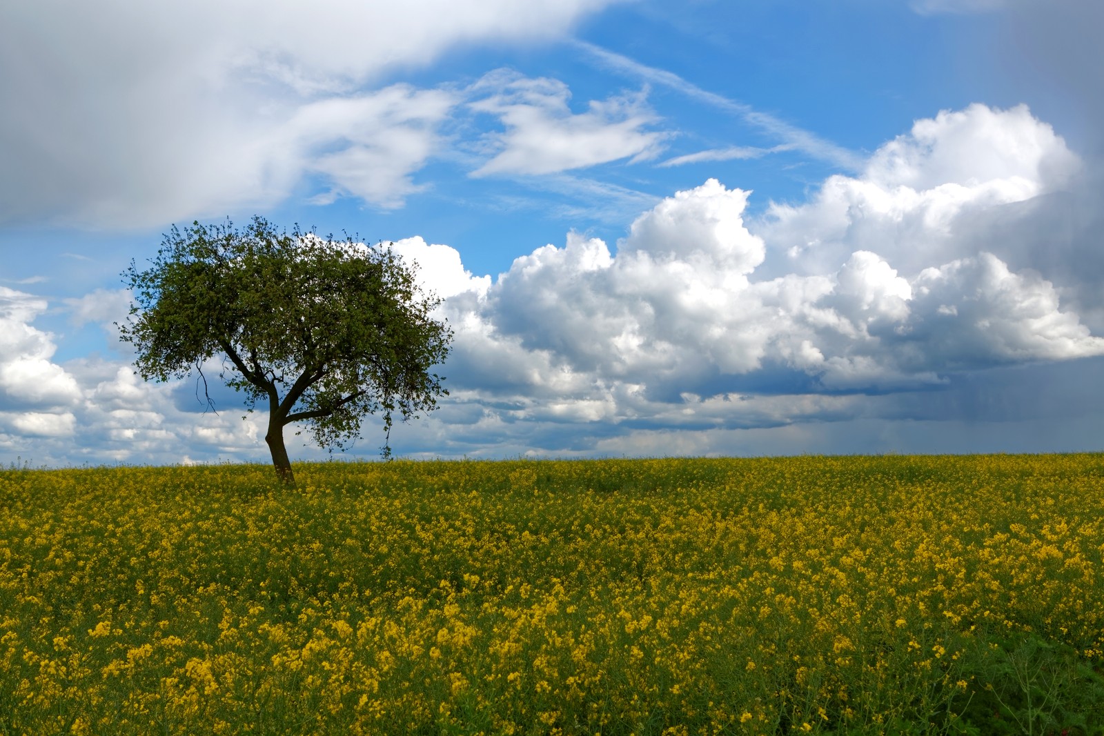 A lone tree in a field of yellow flowers under a cloudy sky (landscape, field, nature, rapeseed, grassland)