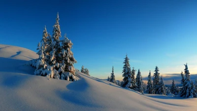 Von Schnee bedeckte Kiefern unter einem klaren Winterhimmel