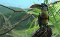 Pássaro colorido empoleirado em um galho, exibindo seu bico vibrante e plumagem em meio à vegetação exuberante.