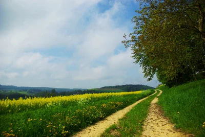 Uma estrada de terra tranquila, ladeada por vibrantes campos de colza amarelos sob um céu nublado, levando a uma paisagem rural serena.