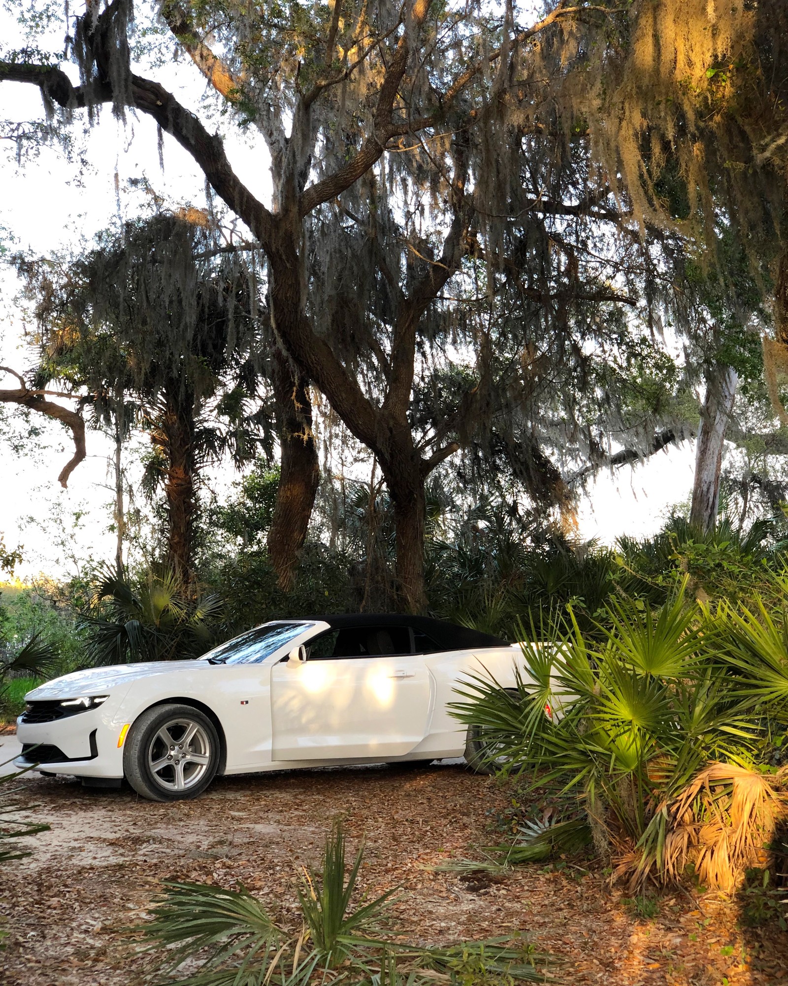 There is a white car parked in a driveway next to a tree (tree, king, compact car, tire, alloy wheel)