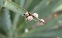 snail, insect, grass family, plant stem, macro photography wallpaper