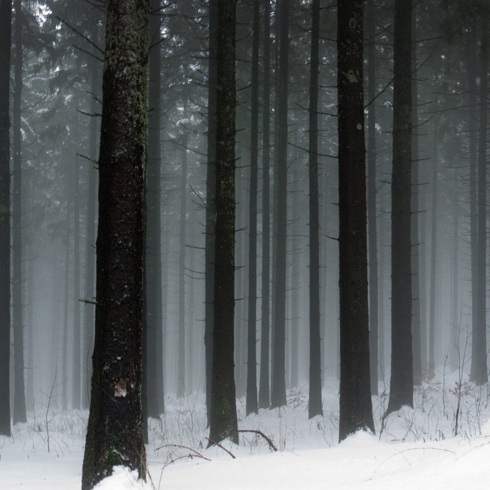 There is a snow covered forest with a red fire hydrant (tree, snow, forest, winter, biome)