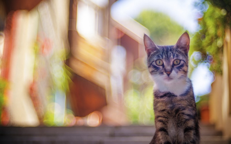 Кот, сидящий на ступенях здания (полосатый кот, котёнок, серый, рыло, милота)