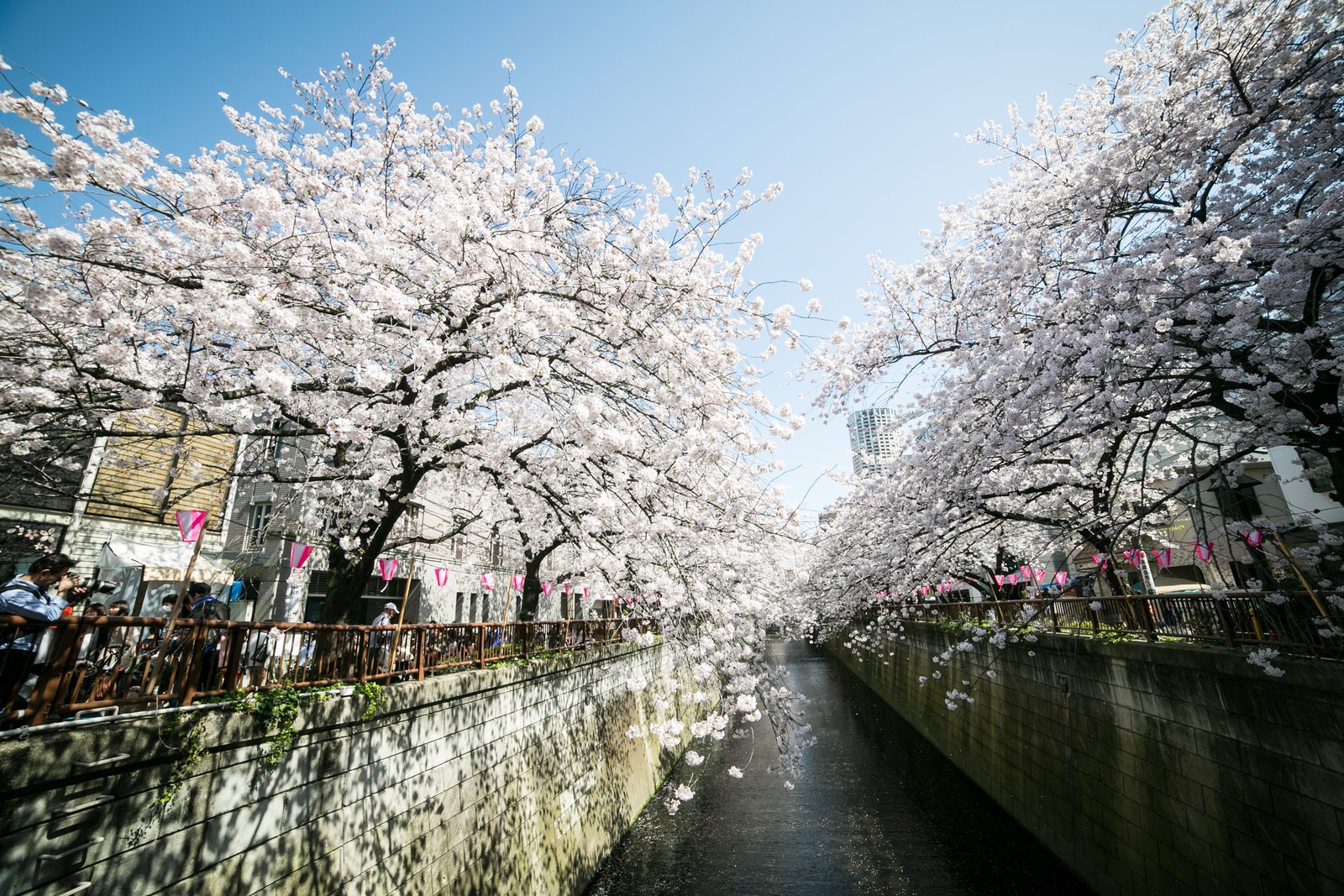 Vista árabe de um rio com uma ponte e cerejeiras (flor de cerejeira, hanami, cereja, flor, florescimento)