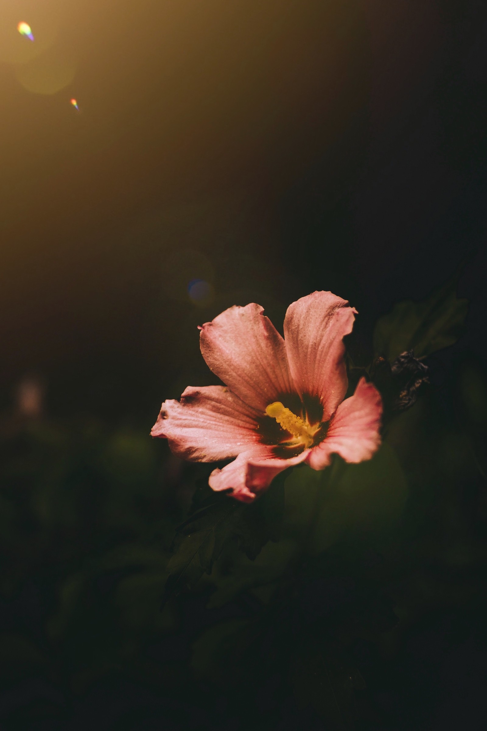 flowering plant, flower, petal, pink, red wallpaper