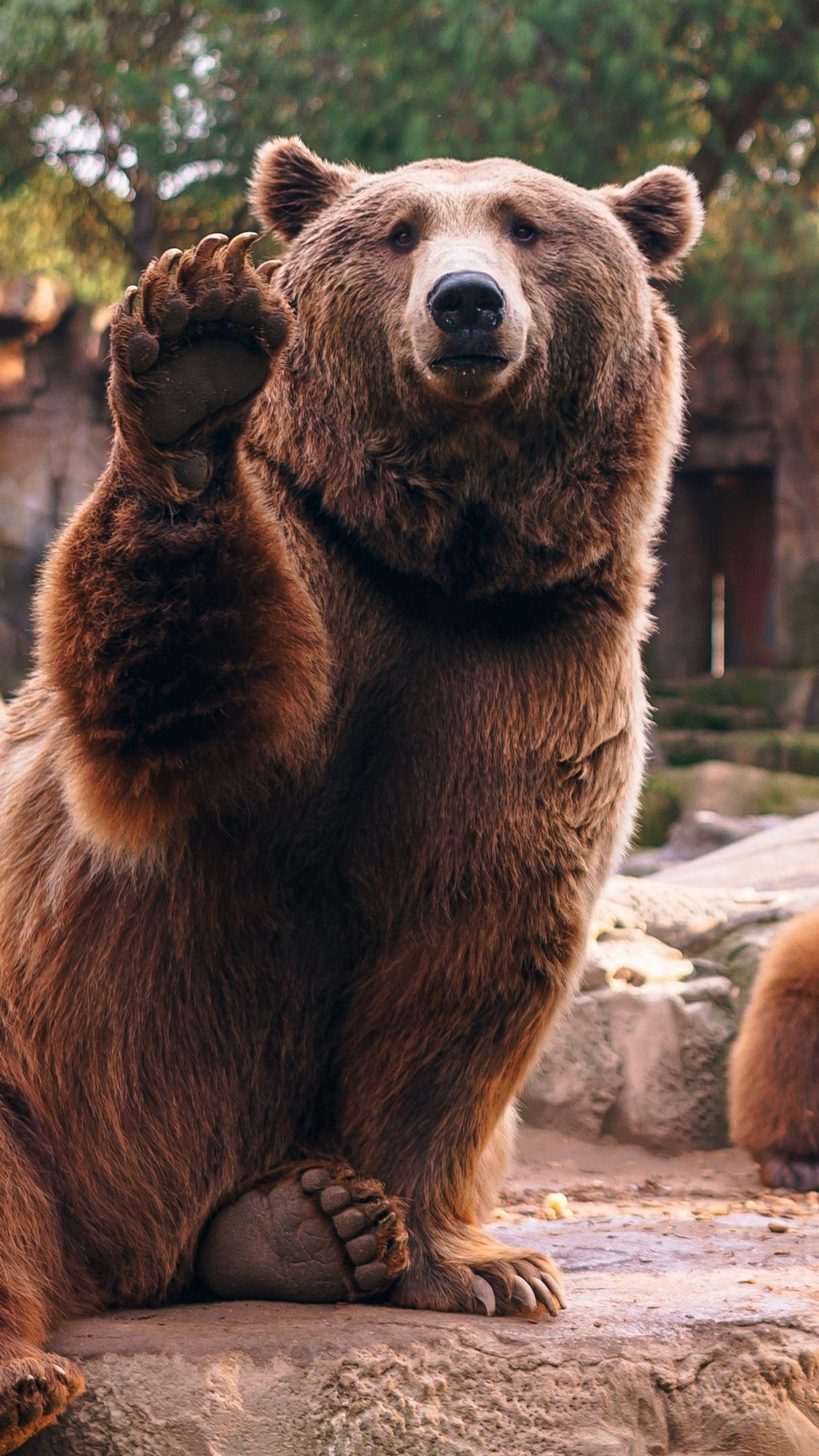 Hay un oso pardo sentado en una roca con las patas levantadas (oso grizzly, marrón, ojo, planta, naturaleza)