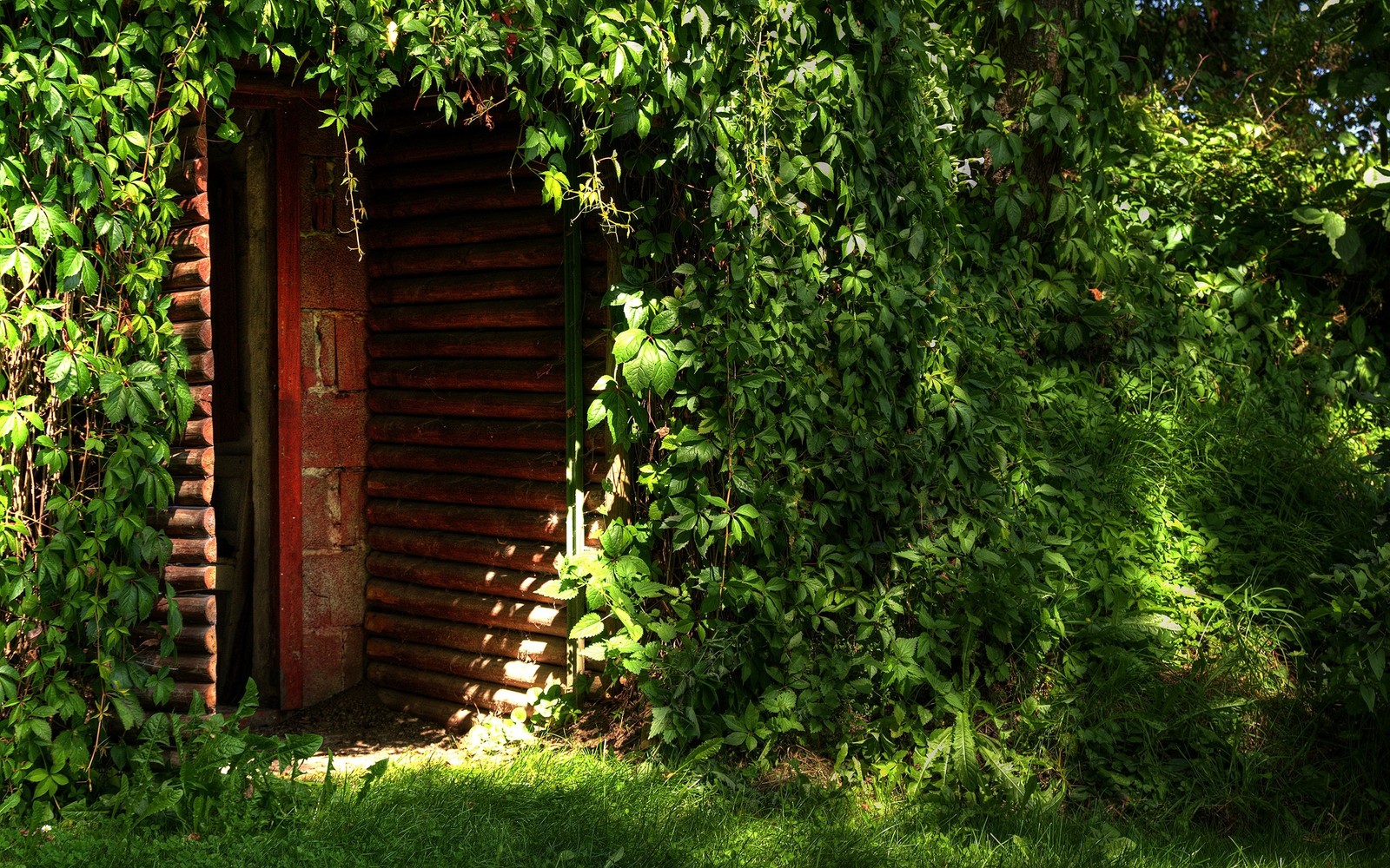 There is a small wooden door in the middle of a bush (vegetation, tree, door, mural, garden)