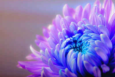 Close-up vibrante de uma flor de crisântemo roxa com efeito bokeh