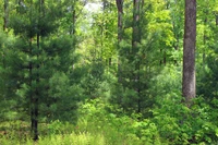 vegetação, floresta, árvore, abeto, reserva natural