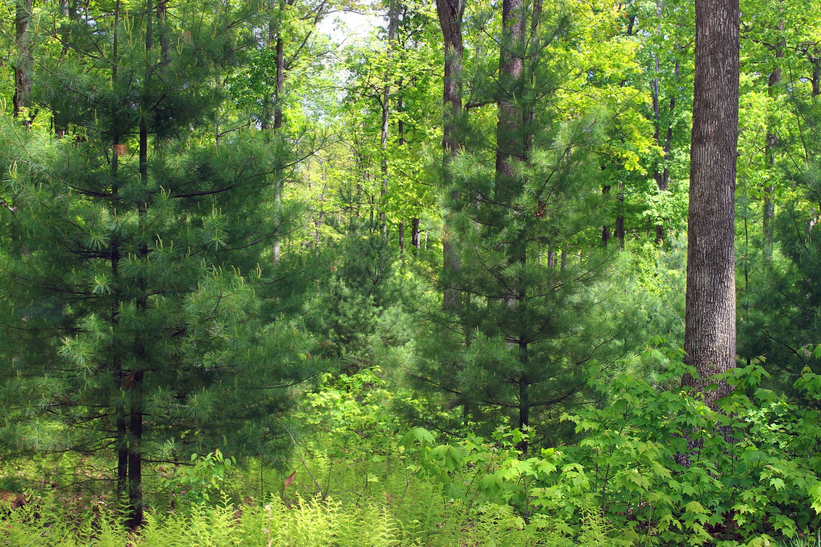 There is a bench in the middle of a forest with trees (vegetation, forest, tree, spruce, nature reserve)