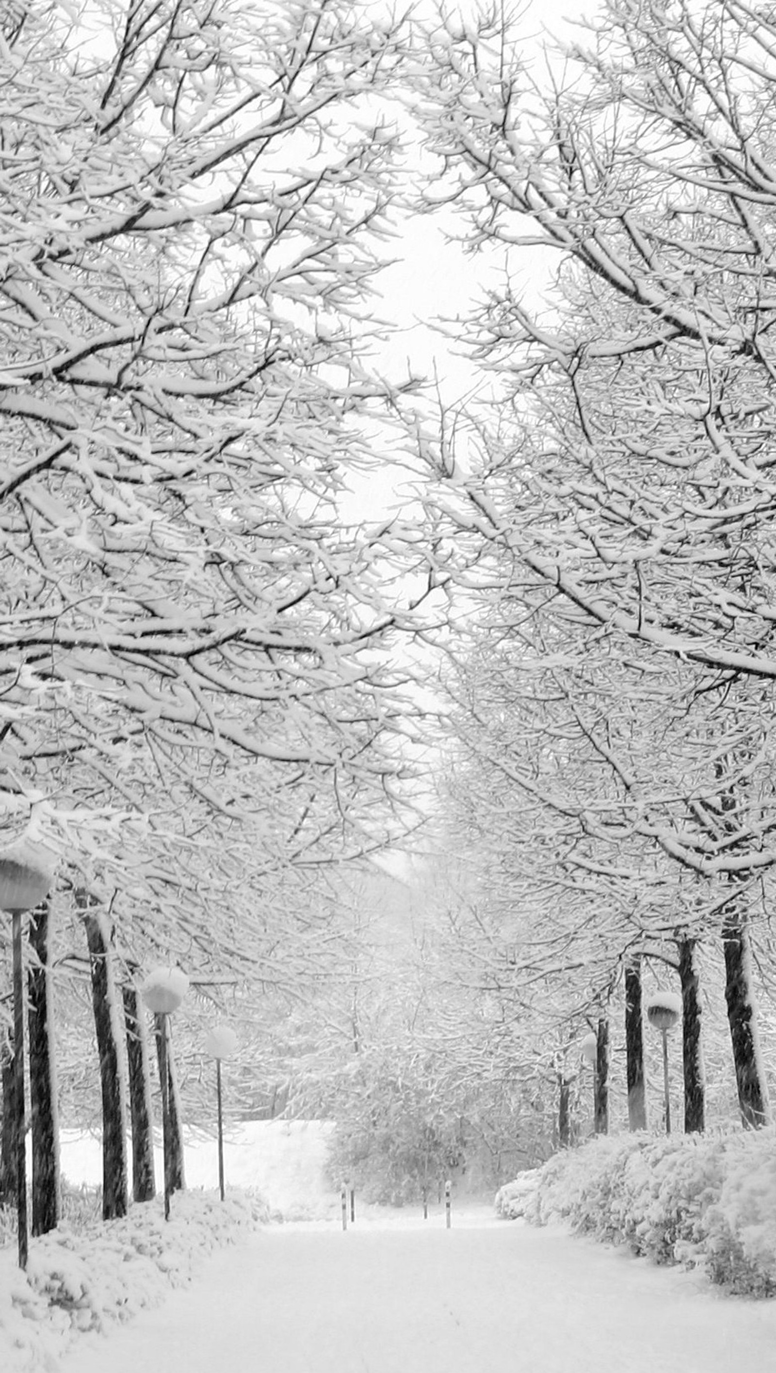 Snowy trees line a path in a park with a bench (christmas, cold, forest, snow, tree)