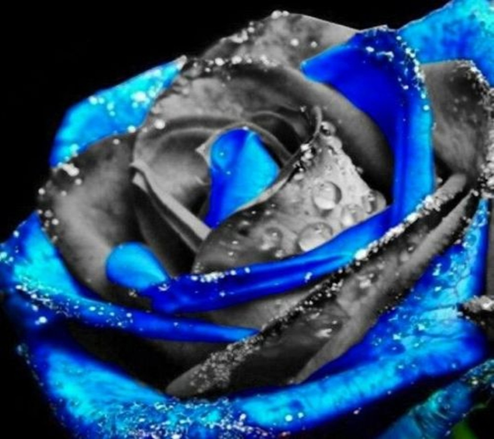 Un gros plan d'une rose bleue avec des gouttes d'eau dessus (and blue, noir)