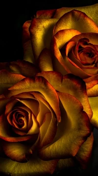 golden, roses wallpaper