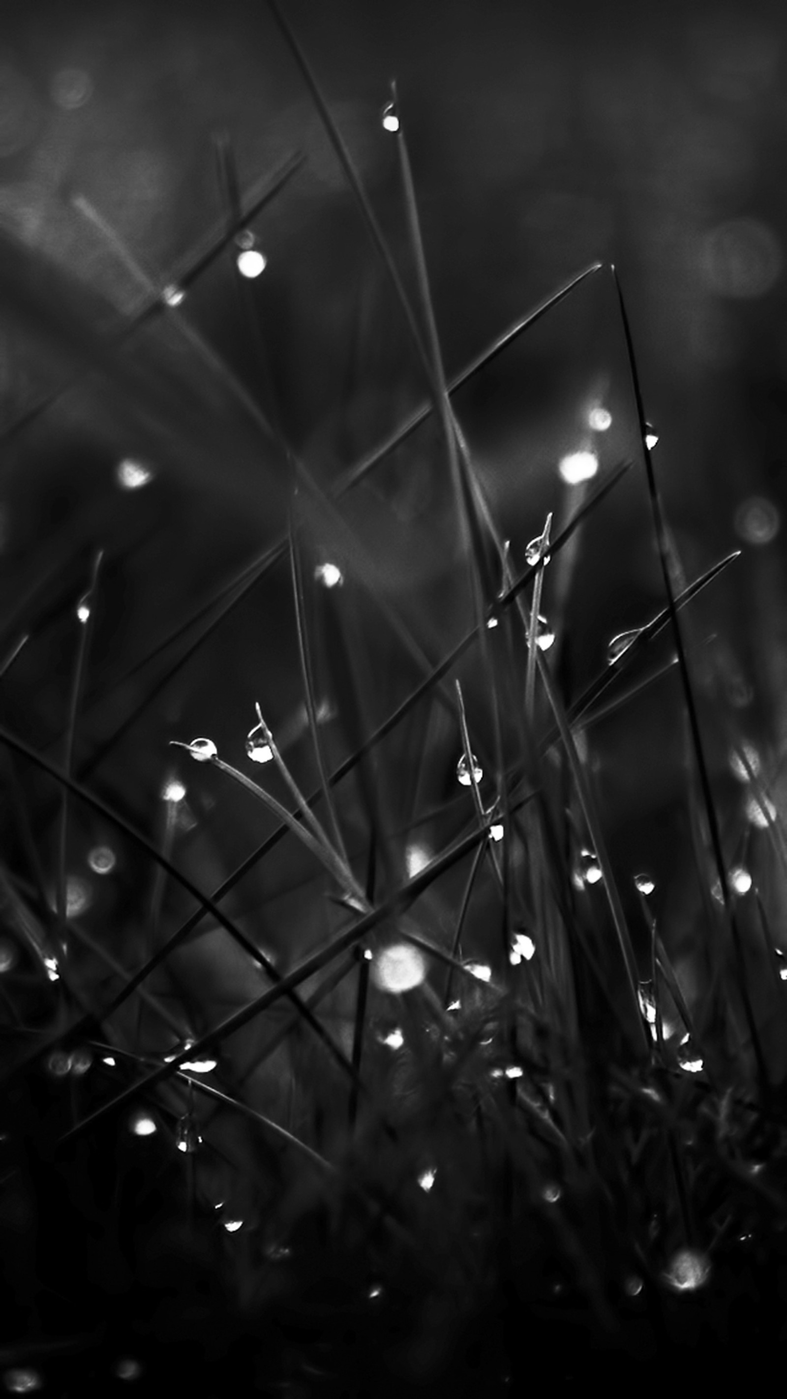 A black and white photo of water droplets on grass (beautiful, black, drops, life, love)