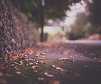 Dreamy Sidewalk Covered in Autumn Leaves