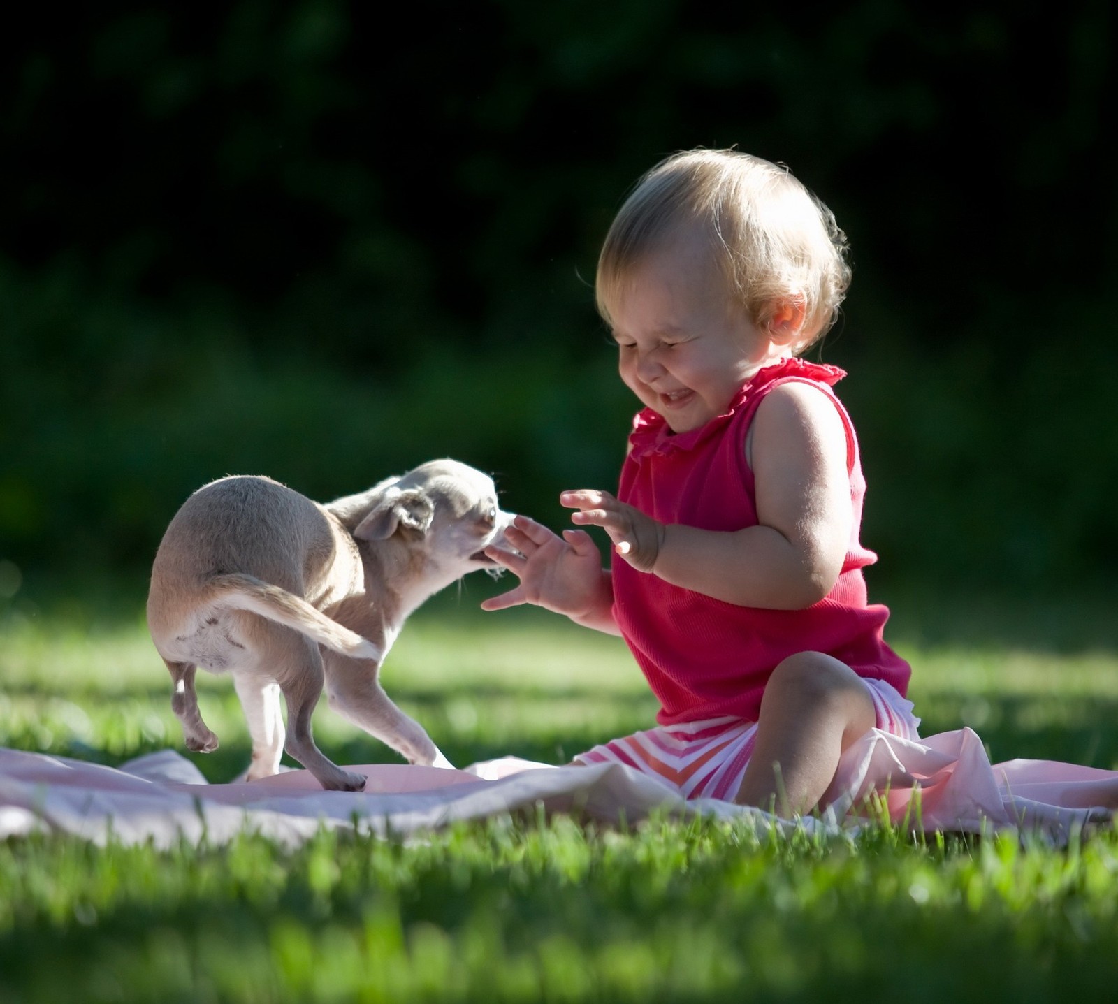 Há uma criança pequena brincando com um cachorro em um cobertor (bebé, fofo)