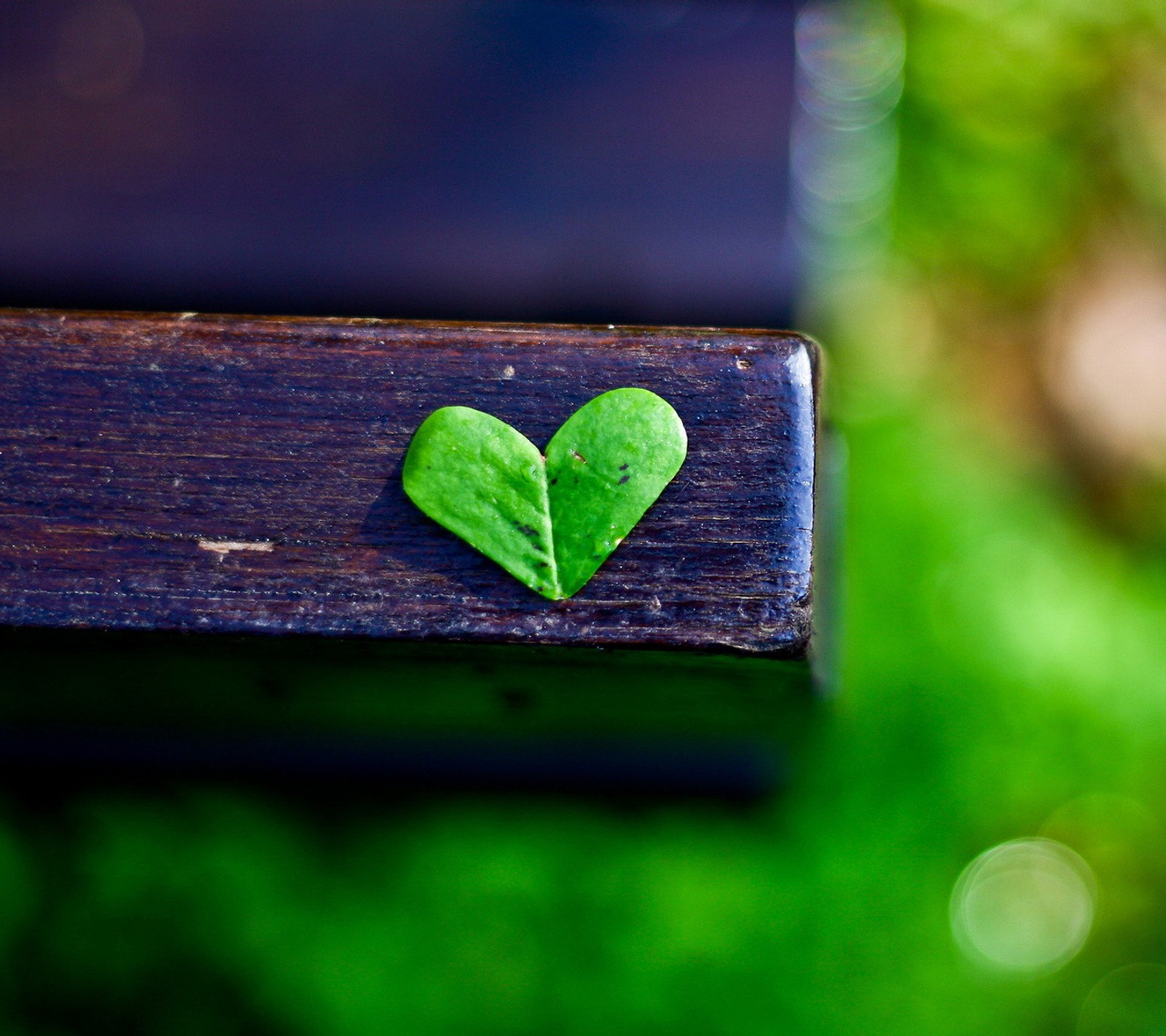 Una hoja verde colocada sobre un banco de madera (corazón, hoja, amor, agradable)