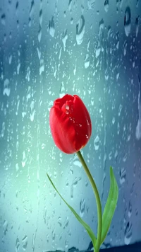 gotas, flor, vidro, chuva, tulipa