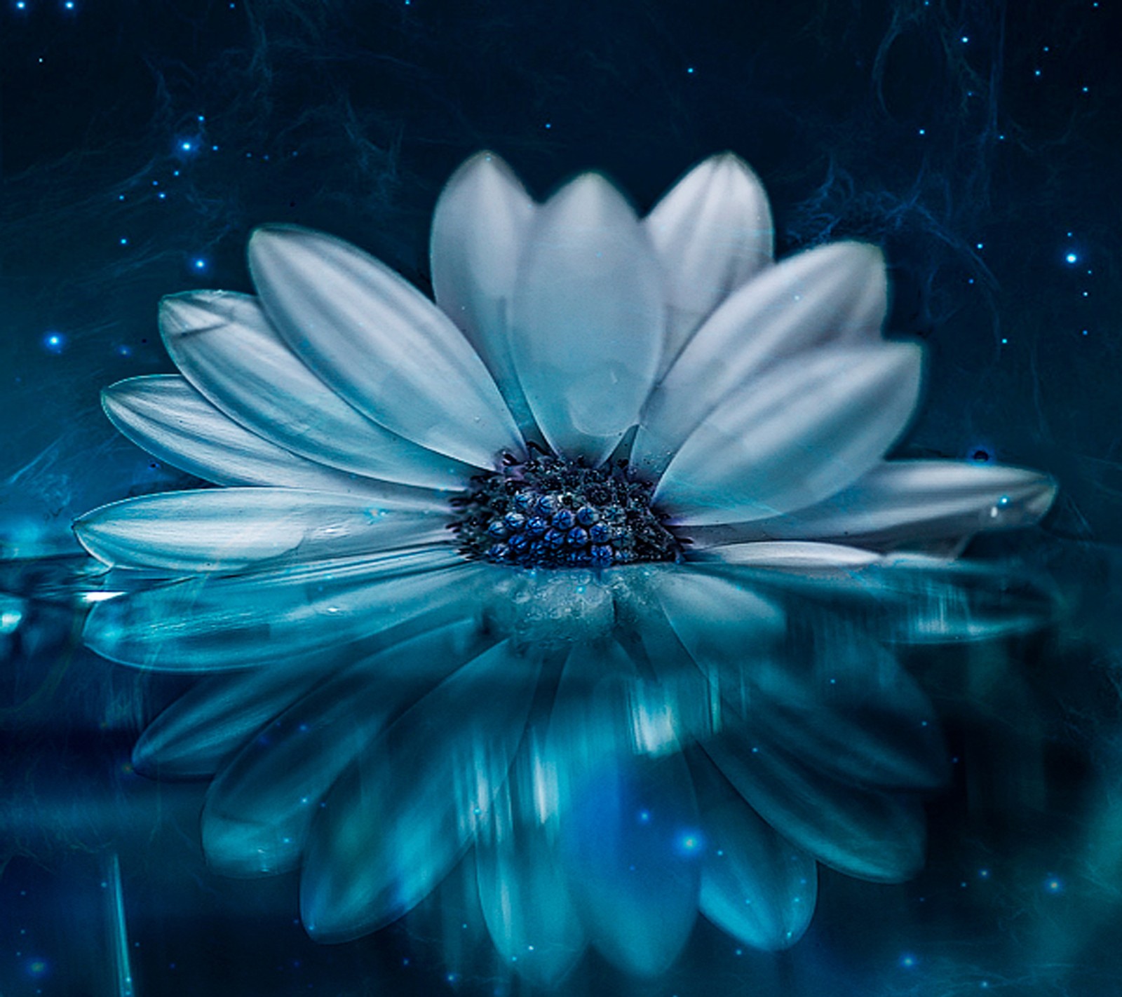 There is a white flower that is floating in the water (blue, flower)