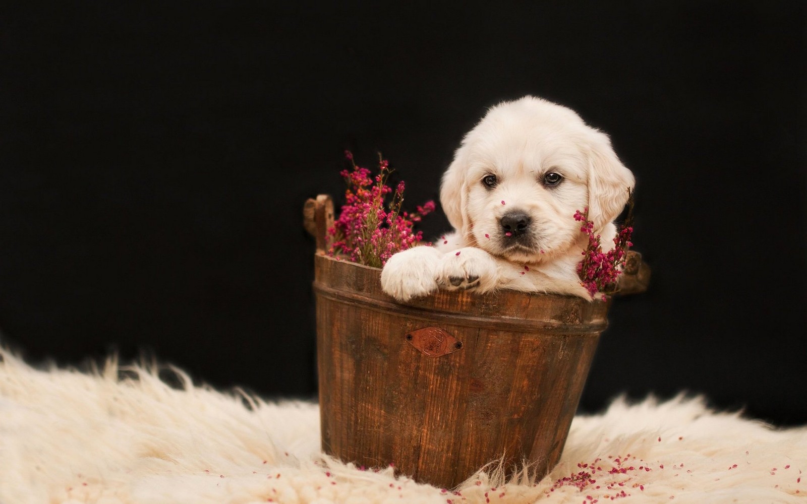 Um filhote de cachorro sentado em um balde com flores (animais, fofo, cachorro, cães, dourado)