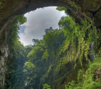 Canopée verte luxuriante d'une caverne de forêt tropicale