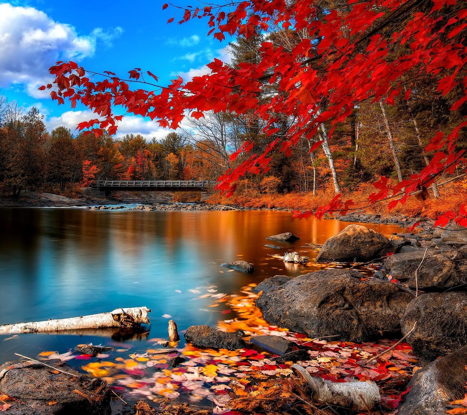 Autumn leaves on the ground next to a body of water (look, nice)