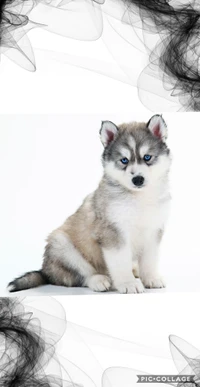 husky, puppy wallpaper