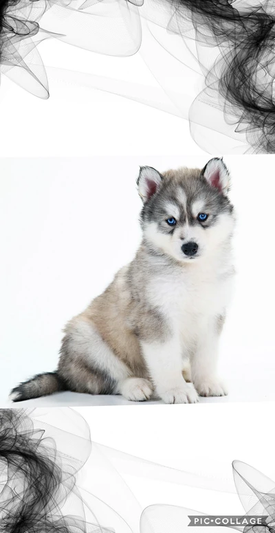 husky, filhote