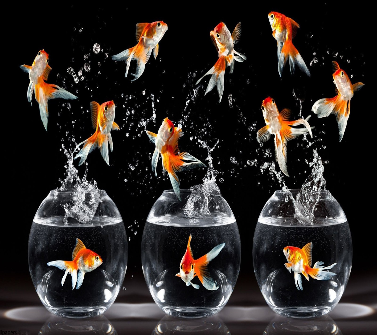 Baixar papel de parede dancing fish, golden fish hd, goldfish nexus