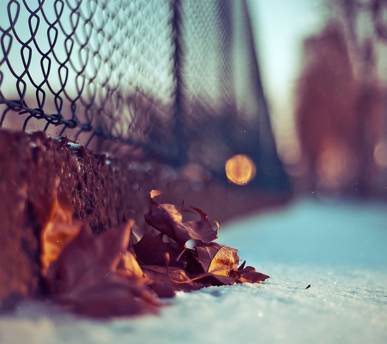 There is a leaf that is laying on the ground next to a fence (autumn, fall, last spring, sonbahar)