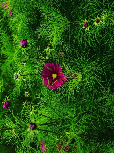 flowers, flower, nature, grass, green