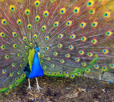 Lebendiger Pfau zeigt seine bunten Federn