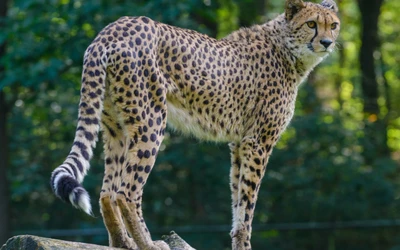 Gepard in natürlicher Umgebung, der sein charakteristisches geflecktes Fell und seine aufmerksame Haltung zeigt.