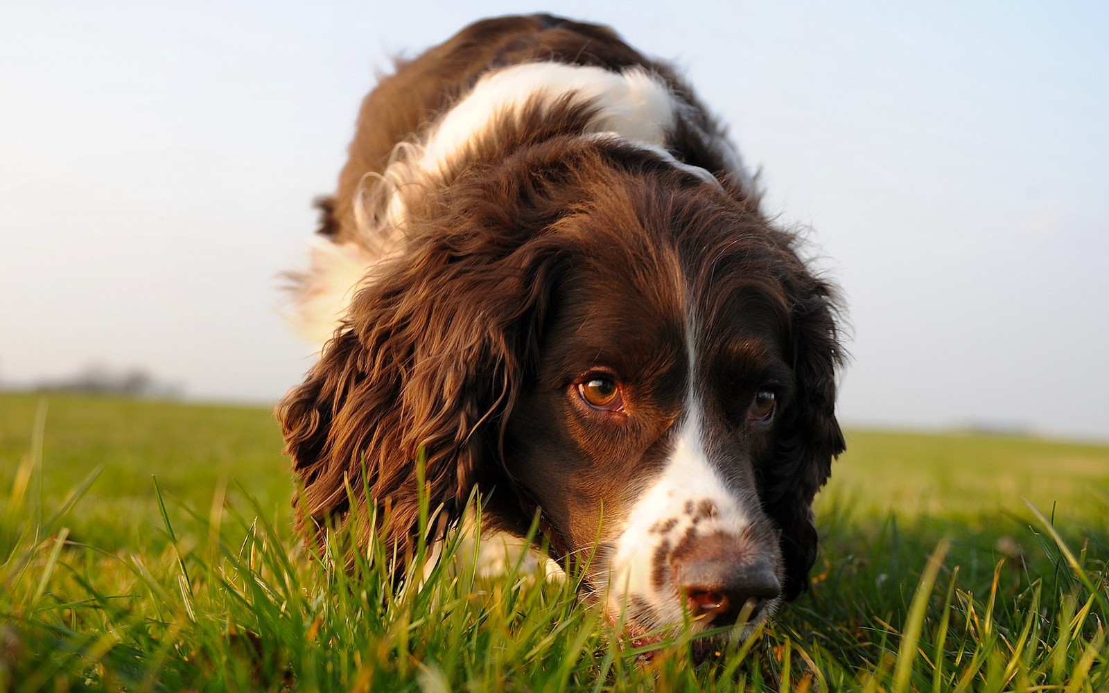 english springer spaniel, english cocker spaniel, welsh springer spaniel, dog breed, breed wallpaper