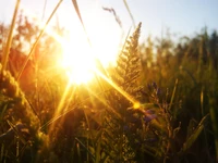 sunset, sunlight, wheat, light, grass wallpaper