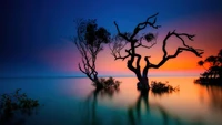 sea, nature, tree, sunset, scenery wallpaper