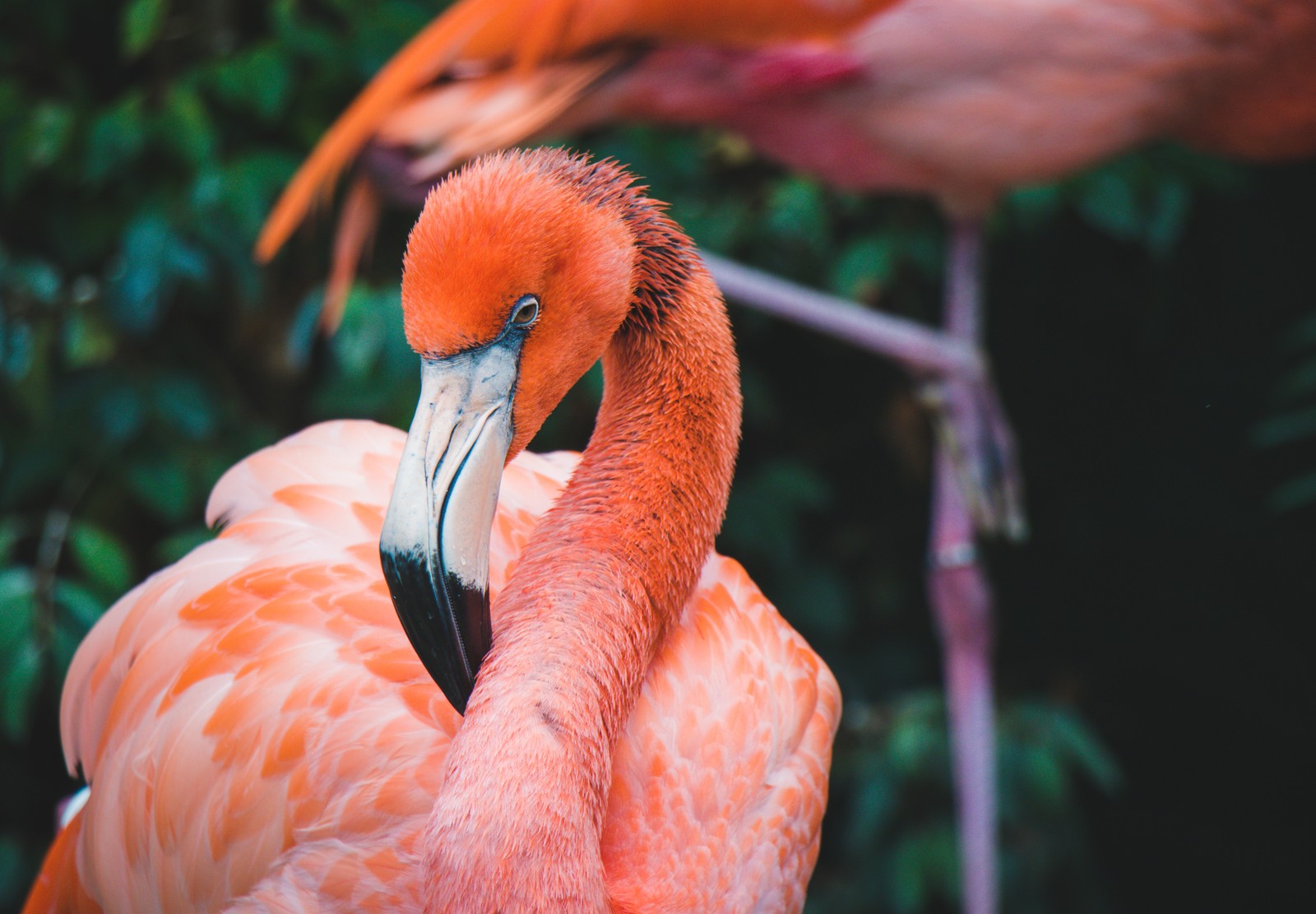 There are two flamingos standing next to each other in the grass (orange, wildlife, beak, flamingo, water bird)